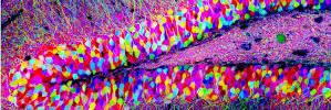 NGHSPsychology's profile banner image