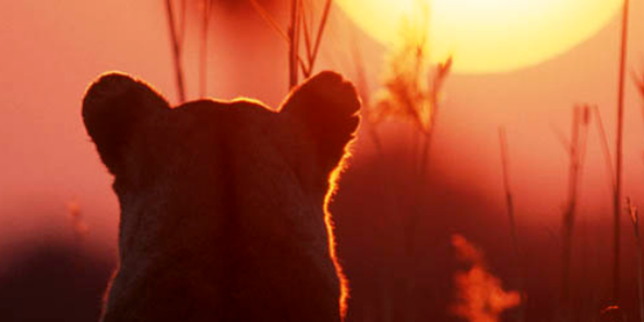 Kittengirl__'s profile banner image
