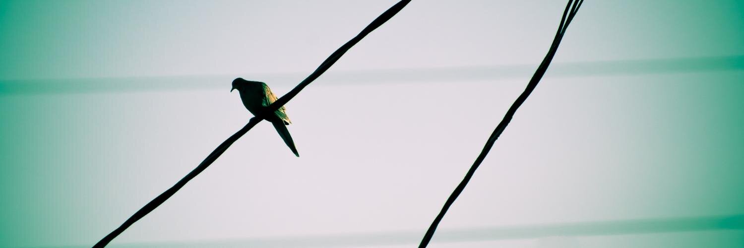 zzujo's profile banner image