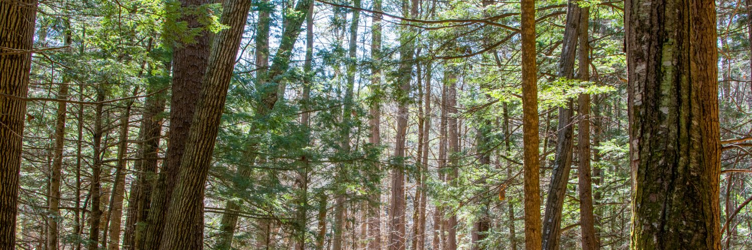 UNHCE_forestry's profile banner image