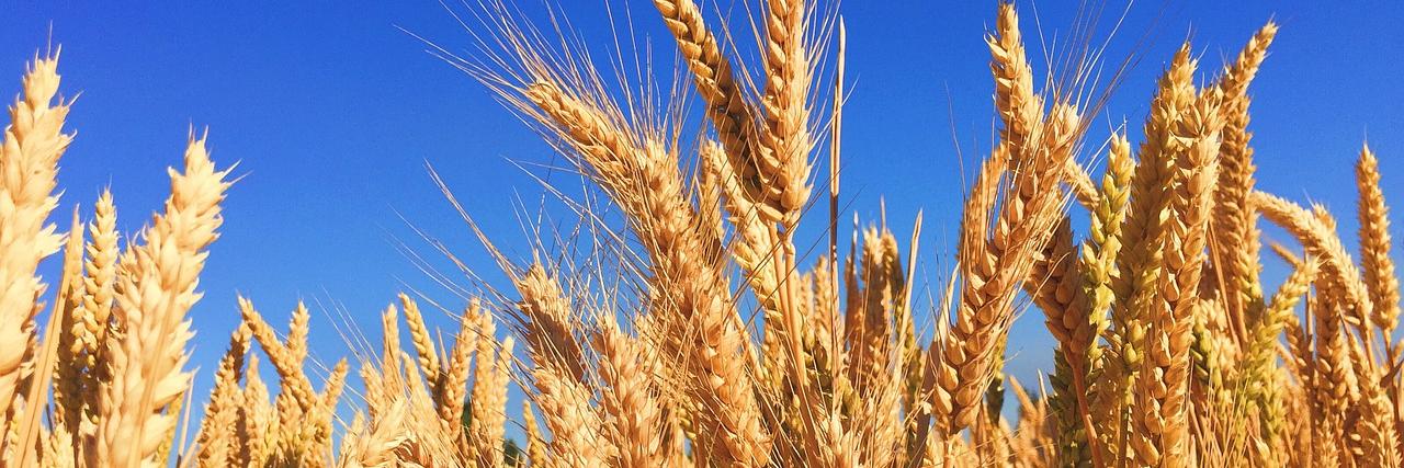SustainableAg3's profile banner image