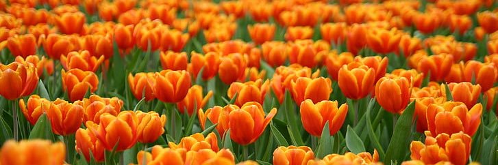 てむゆた🟠 banner