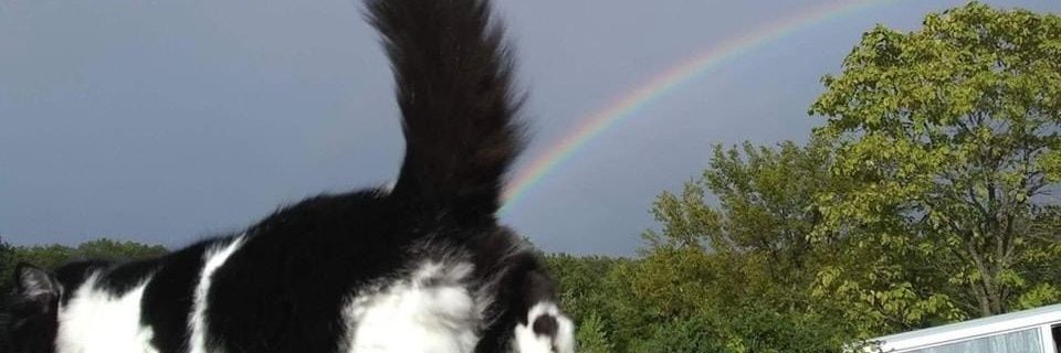 Giubetz's profile banner image