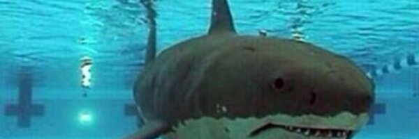 dunkindalo Profile Banner