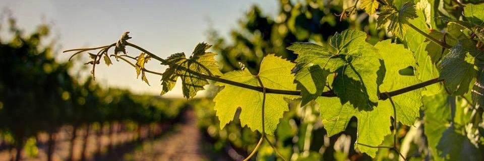 TalbottVineyard's profile banner image