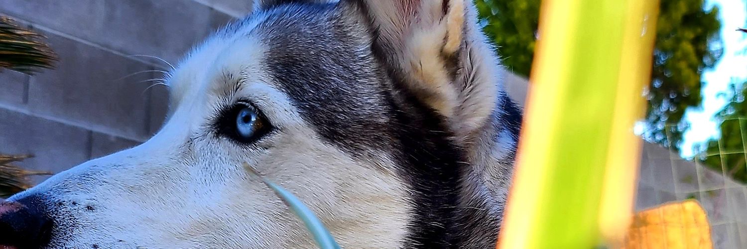 chellisanchezzz's profile banner image