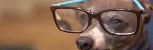ladyspicoli's profile banner image
