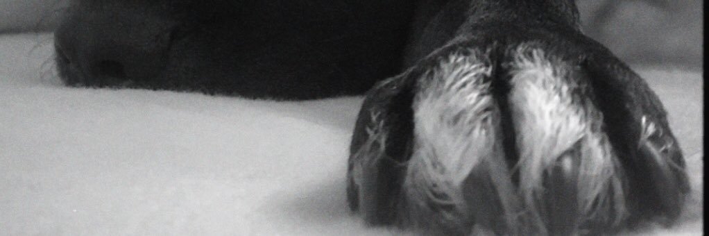 8Celiagc's profile banner image