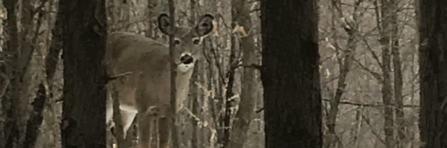 vanessapreece's profile banner image