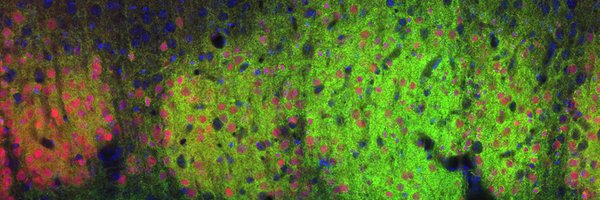 LabPluta Profile Banner