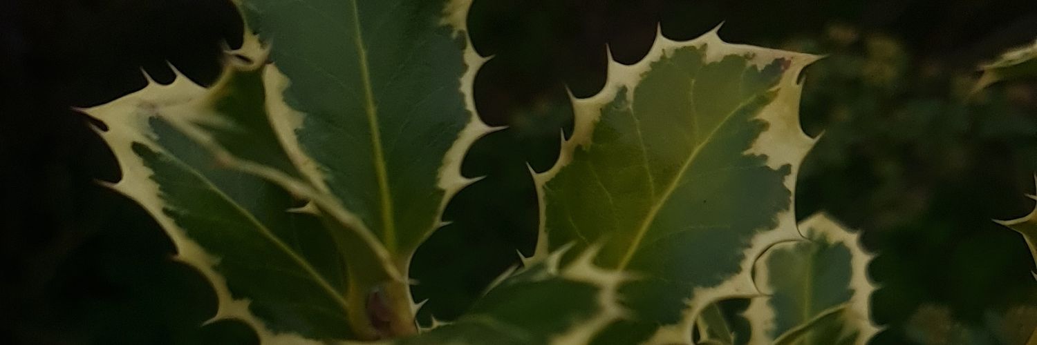 Alex-official banner