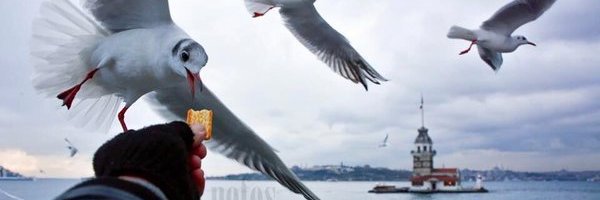 Kralice_Aslan's profile banner image