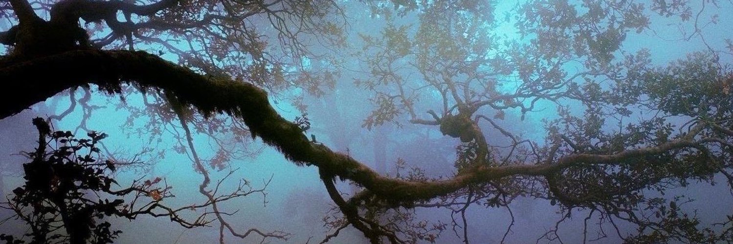 sarah 🦢's banner