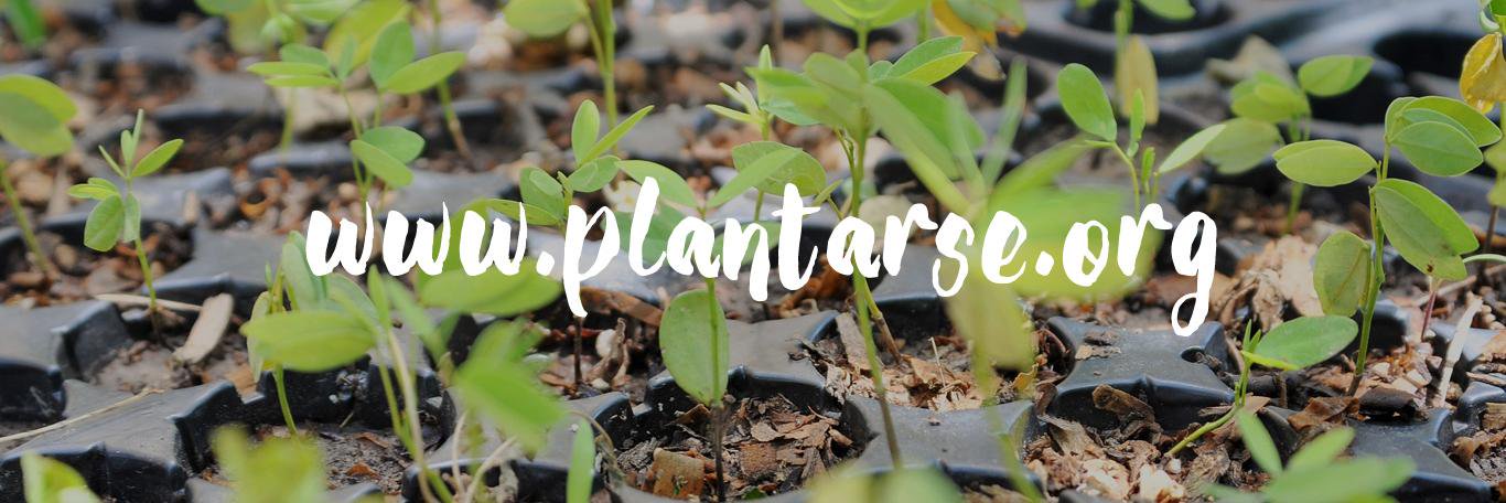 Plantarse's profile banner image