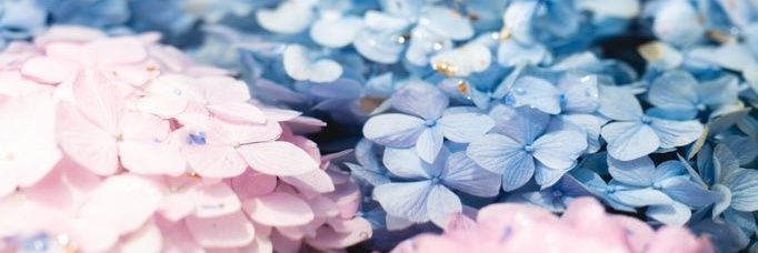 はりぃ♡ banner