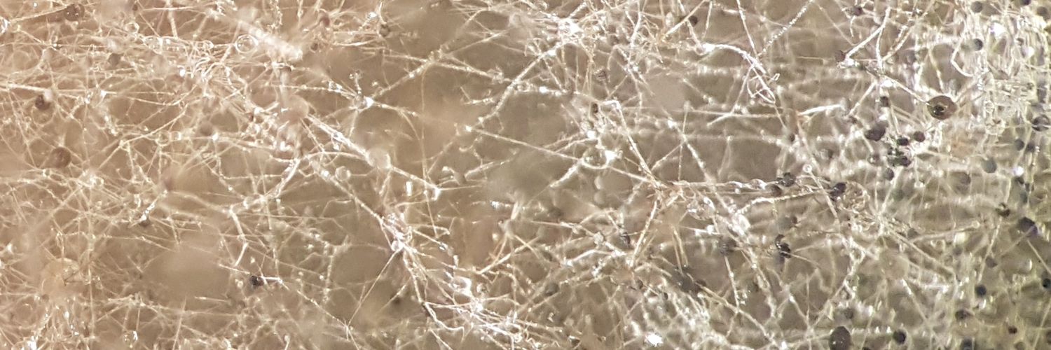 FungiFiend's profile banner image
