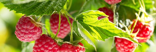 CropLifeAmerica Profile Banner
