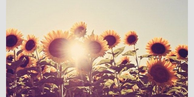 taylorelise12's profile banner image