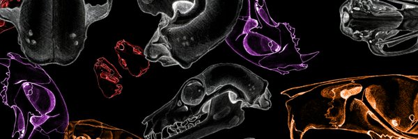 aNATomy_Lab Profile Banner