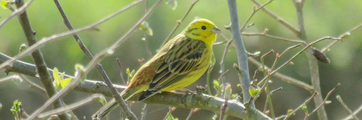 Colne Valley Birding banner