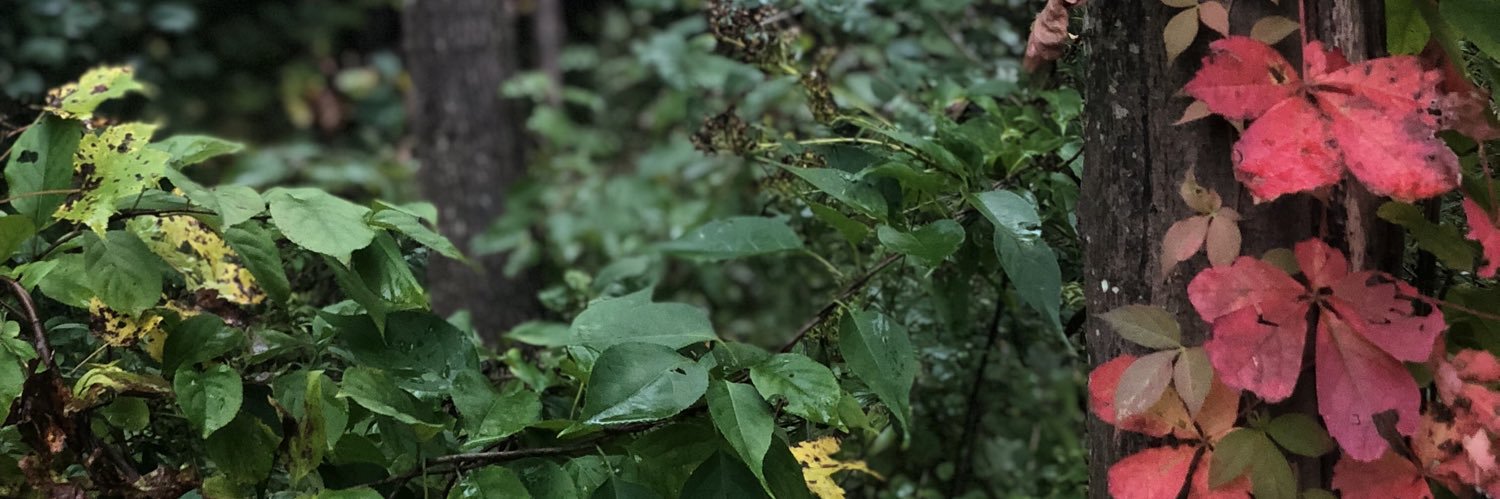 thelastmiller's profile banner image