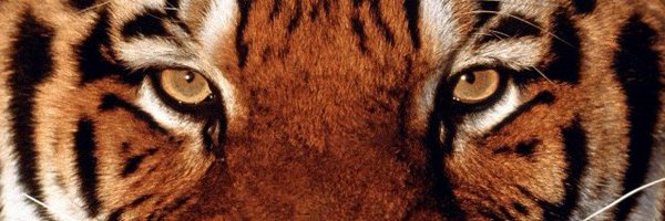 Coach_JKay Profile Banner