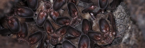 dechmannlab Profile Banner