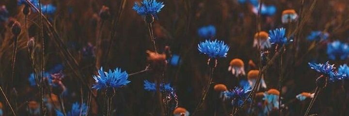 centurionmar's profile banner image