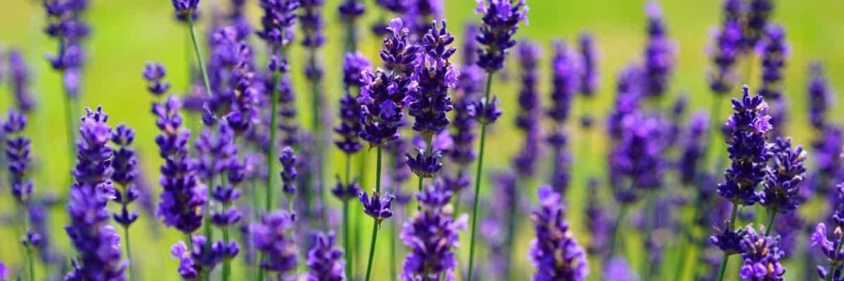 Pori_Machuca's profile banner image