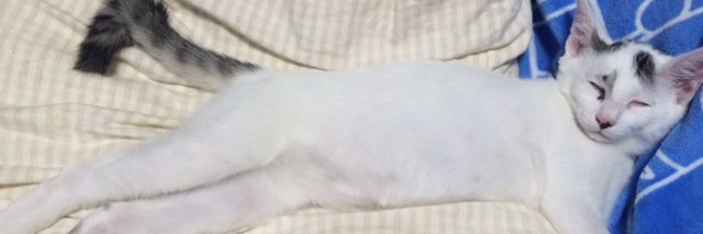 vanzaburou's profile banner image