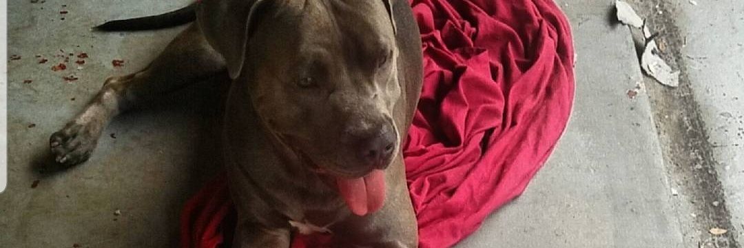 High Vibrations 444💖🪬🇵🇷 ♈️ 🫧 banner