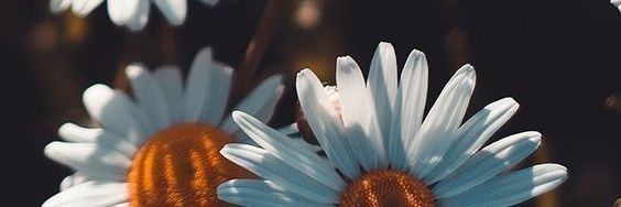 Csilgue11's profile banner image