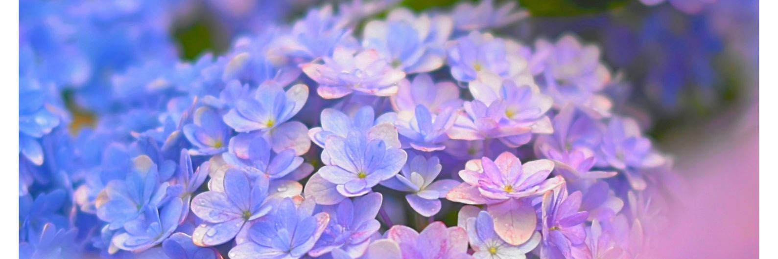 tomoki70369999's profile banner image