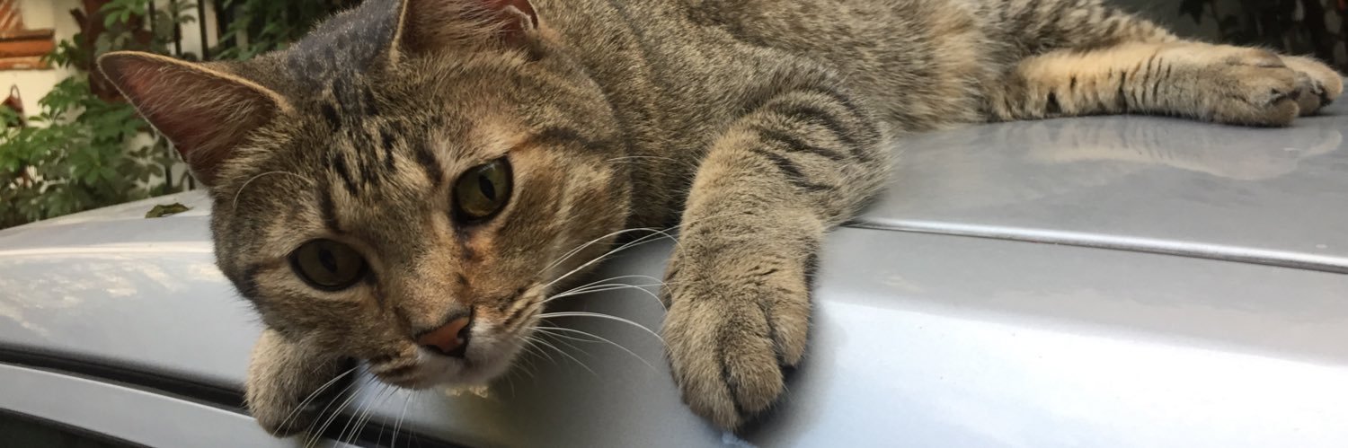 Voz Felina banner