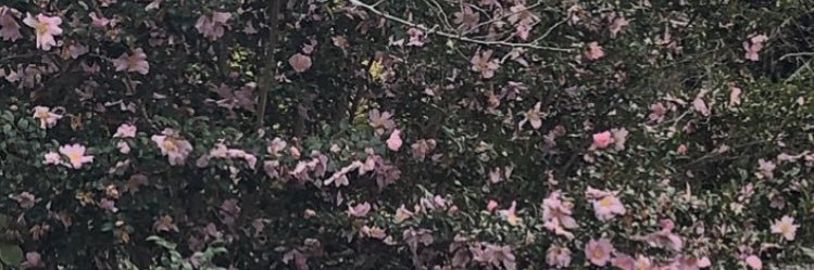 a子　Ako's banner