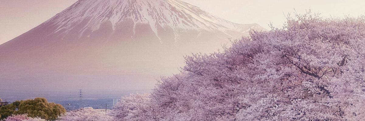 AngelSharek's profile banner image