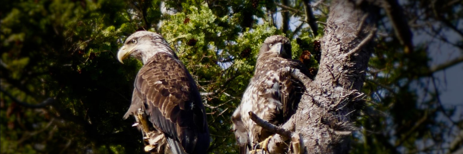 EagleSkyeNet's profile banner image