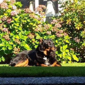 Dena Gent A.R. Mower banner