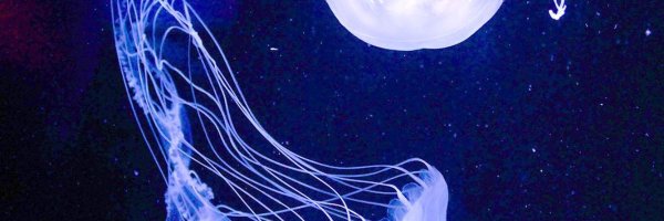 cinthya_gl Profile Banner
