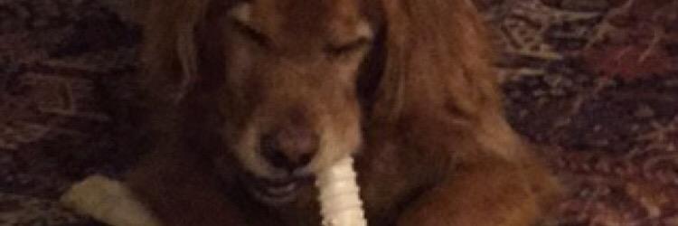 tommydrorbaugh's profile banner image