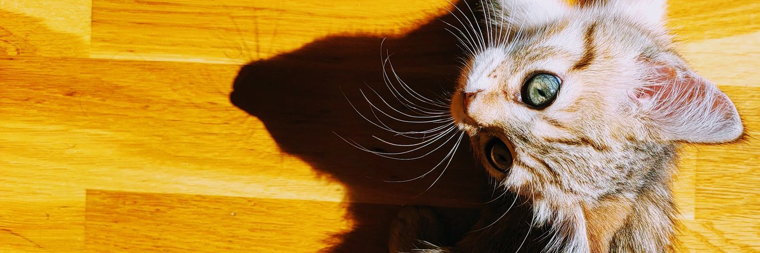 eduvimberi's profile banner image