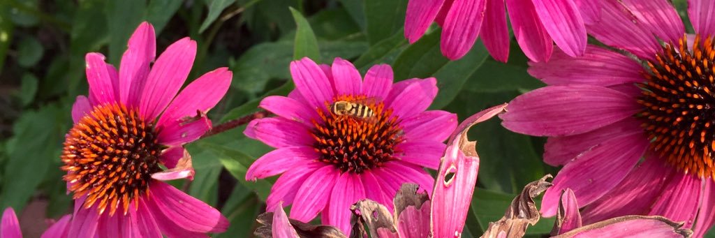 Amanda Holloway banner