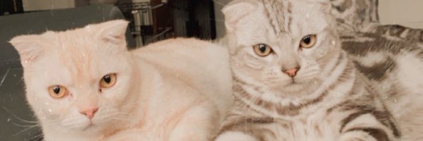 🐱貓貓情侶🐱 Profile Banner