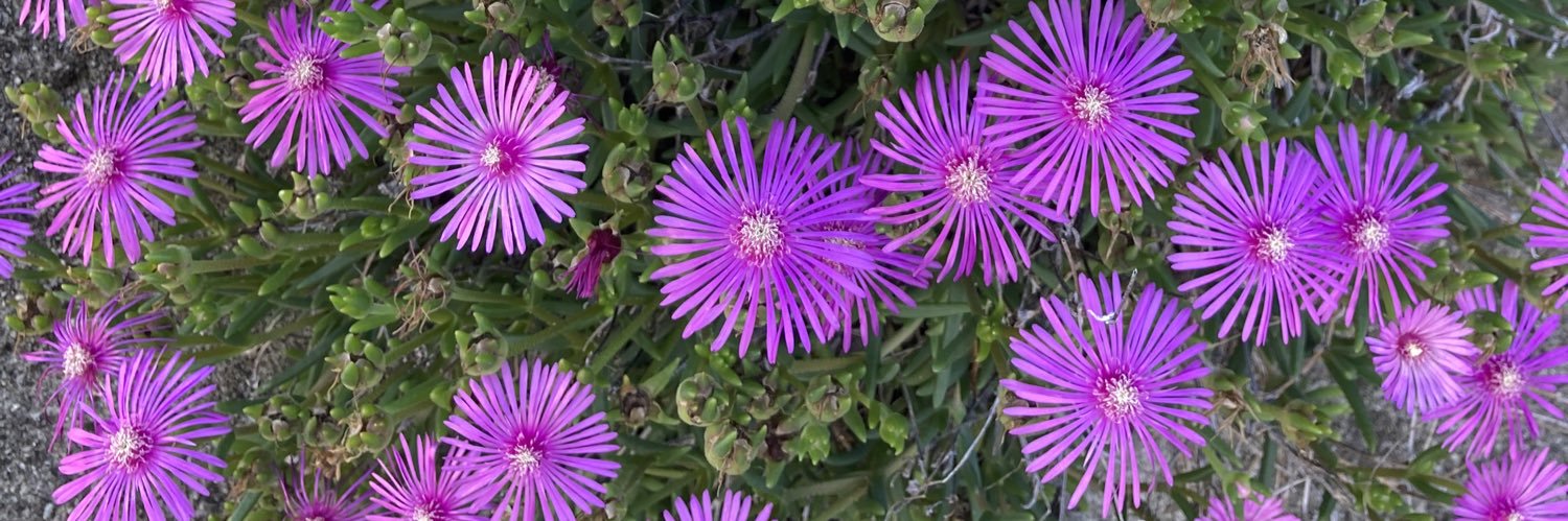 すうじぃ☘️ banner