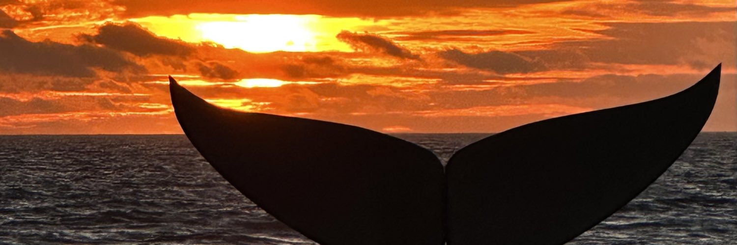 papenedo's profile banner image