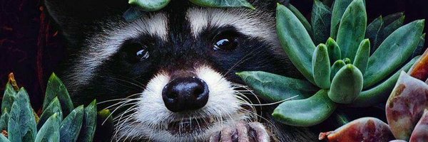 arco___iris__ Profile Banner