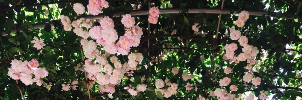 aya0508's profile banner image