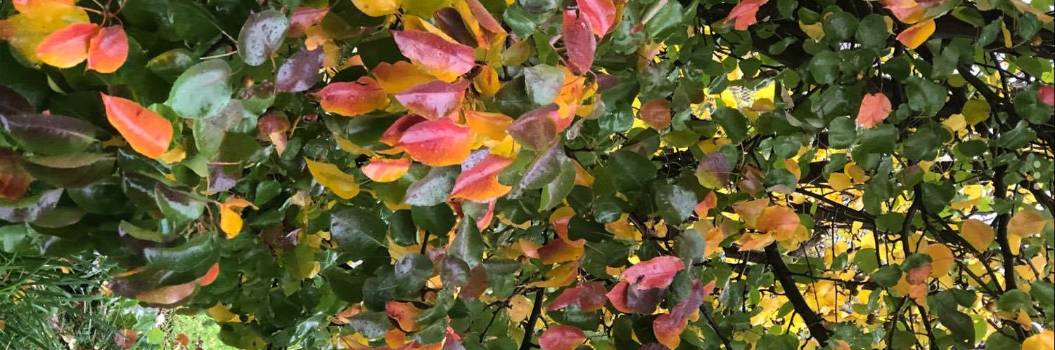 marilyn miller banner