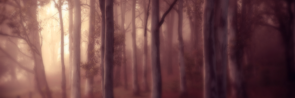 stacy Profile Banner