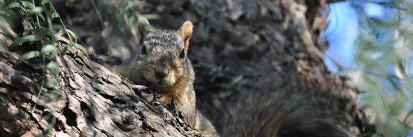 DRF_Splatoon Profile Banner